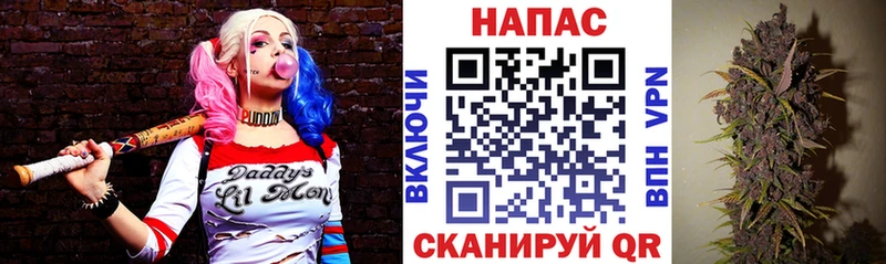 Каннабис конопля Пущино